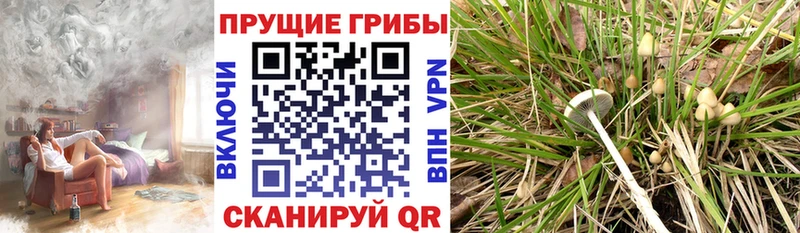 Купить где  Переславль-Залесский  Галлюциногенные грибы мицелий 